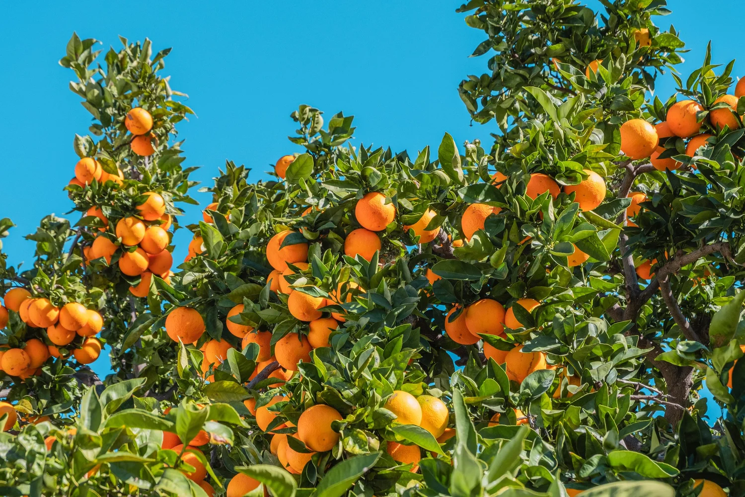 KERAMIDA — Markets — Agricultural Sustainability & Food Systems Consulting